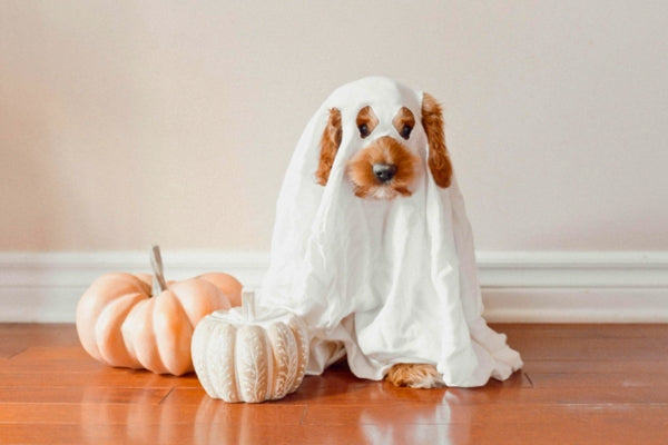 Does Your Small Dog Enjoy Halloween?