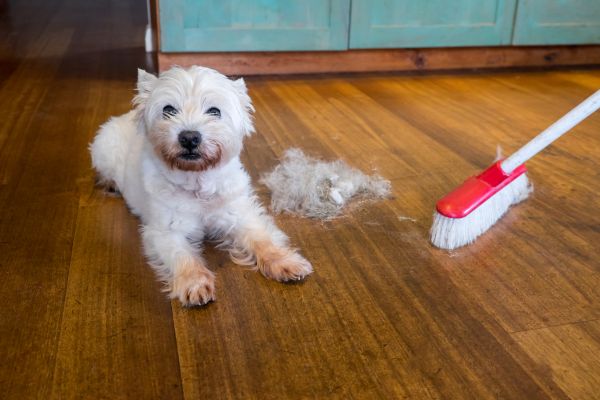 How To Manage Shedding?