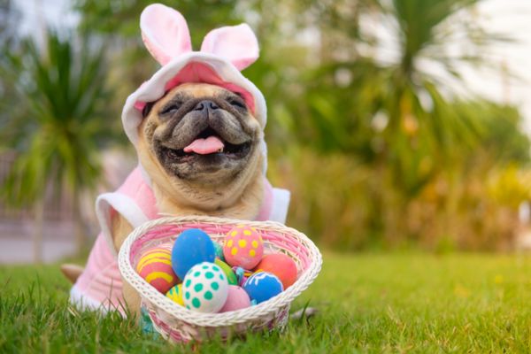 How To Plan A DIY Easter Egg Hunt For Dogs