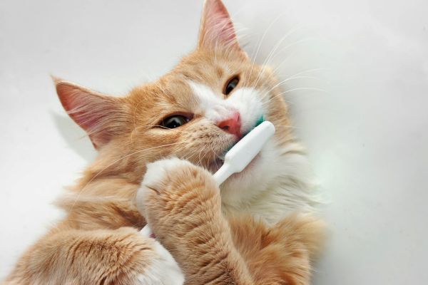 How to Care for Your Cat's Teeth