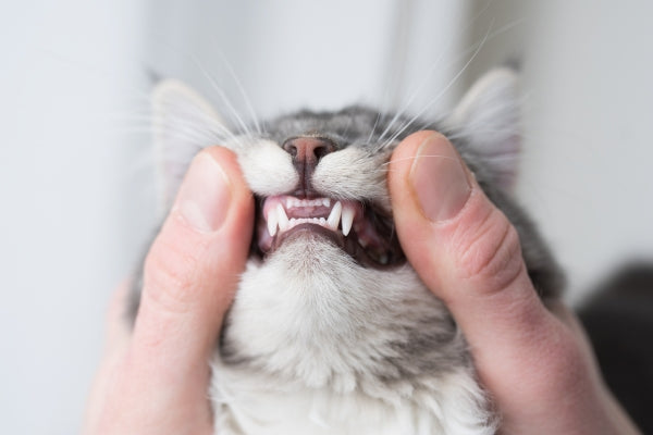 Is There Anything Else I Can Do To Keep My Cat's Teeth Healthy?
