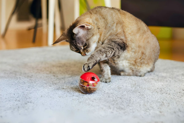 Maintaining a Healthy Weight for Your Cat