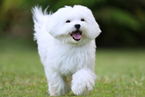 Maltese