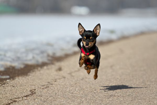 Miniature Pinscher Dog