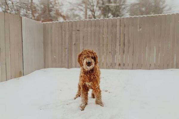 Mistakes To Avoid During Winter Care For Dogs