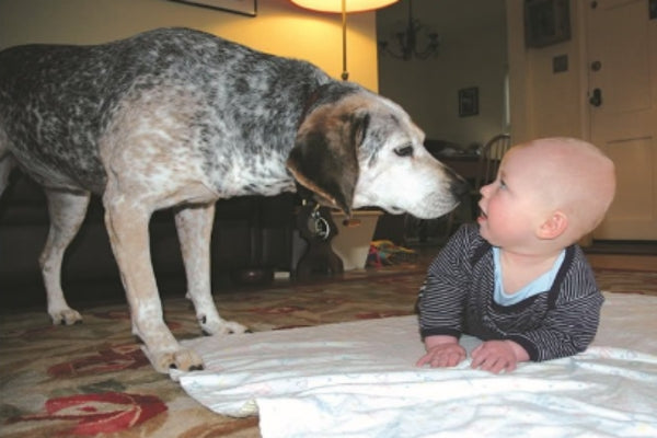 Mistakes To Avoid When Introducing A Dog To A Baby