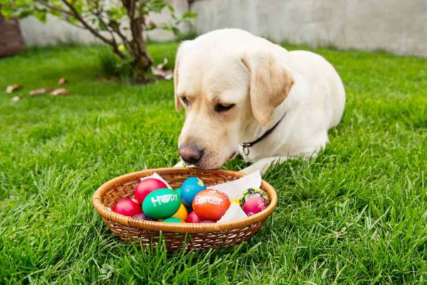 Mistakes To Avoid When Planning A DIY Easter Egg Hunt For Dogs
