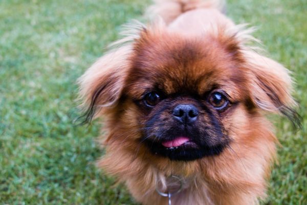 Pekingese