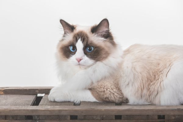 Ragdoll Cat