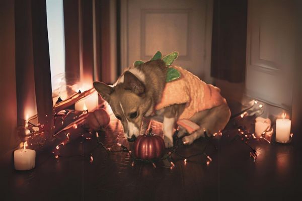 Safety Tips For Small Dogs On Halloween