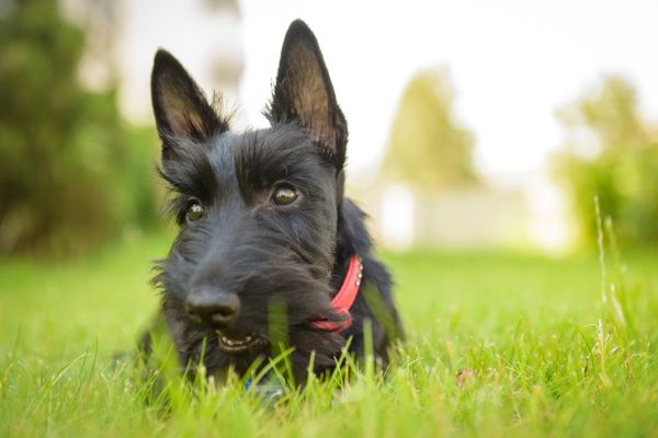 Scottish Terrier