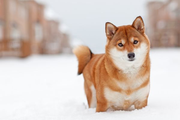 Shiba Inu