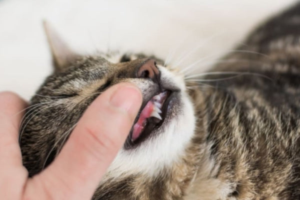 Signs Your Kitten Is Teething
