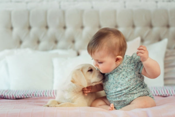 Step-By-Step Guide On Prepare And Introduce Your Dog To A Baby