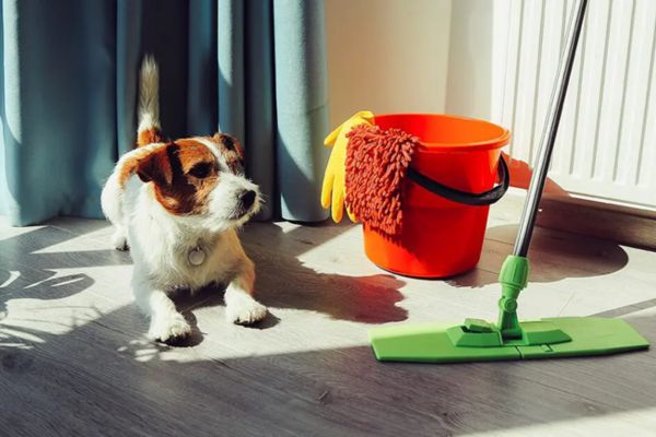 Tips For A Pet-Friendly Spring Cleaning