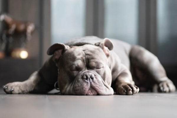 Tips For Reducing Your Dog's Sighing