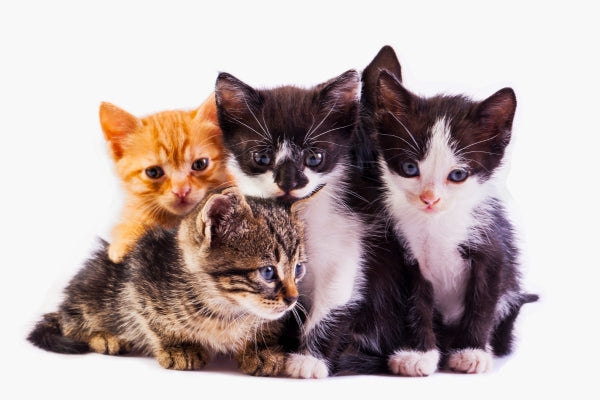 Tips For Welcoming New Kittens