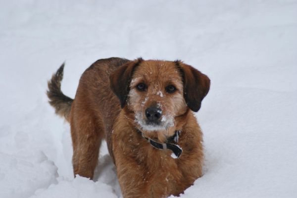 Top Winter Concerns For Dogs