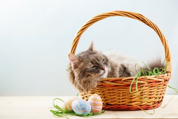 Top 8 Cat Easter Basket Gift Ideas