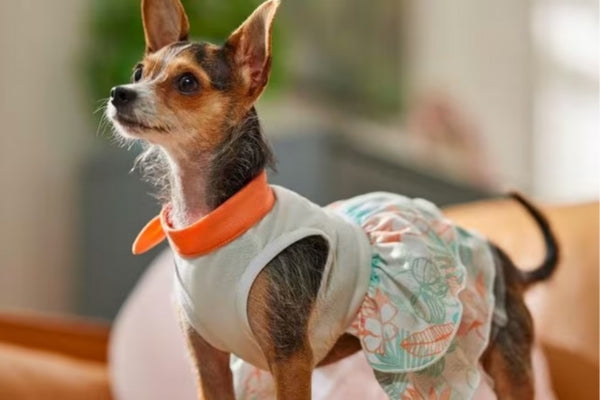 Top Pet Fashion Trends For Spring And Summer