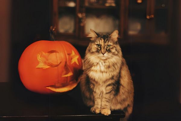 Trick Or Treat: Keeping Your Cat Safe On Halloween