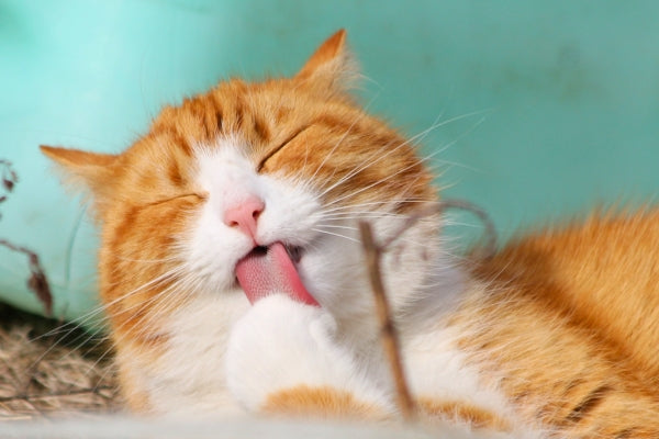 Understanding Cat's Licking Habits