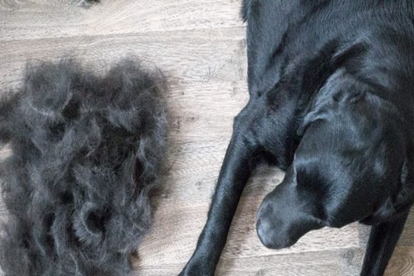 What Is Shedding?