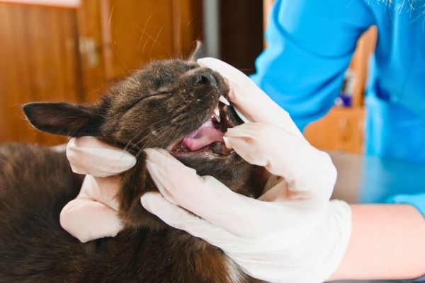 What You Need to Know About Kitten Teeth