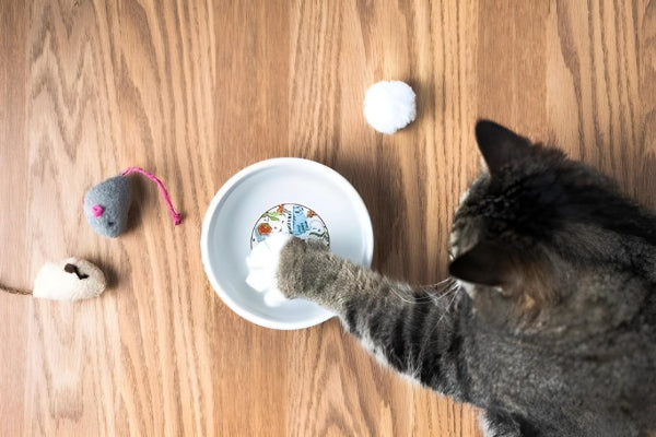 Why Do Cats Knock Over Their Water Bowls?