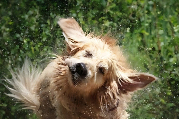 Why Do Dogs Shake? Understanding The Reasons