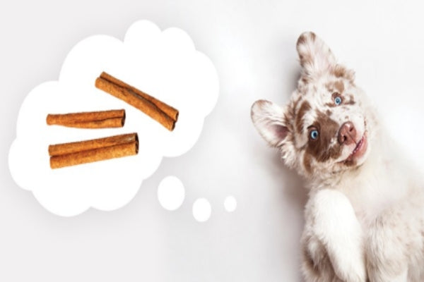 Why Is Cinnamon Called A Superfood For Dogs?