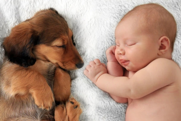 Why Is It Important To Prepare Your Dog For A New Baby?