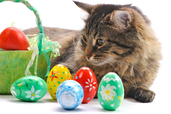 Why Your Cat Deserves An Easter Basket