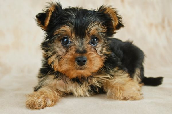 Yorkie