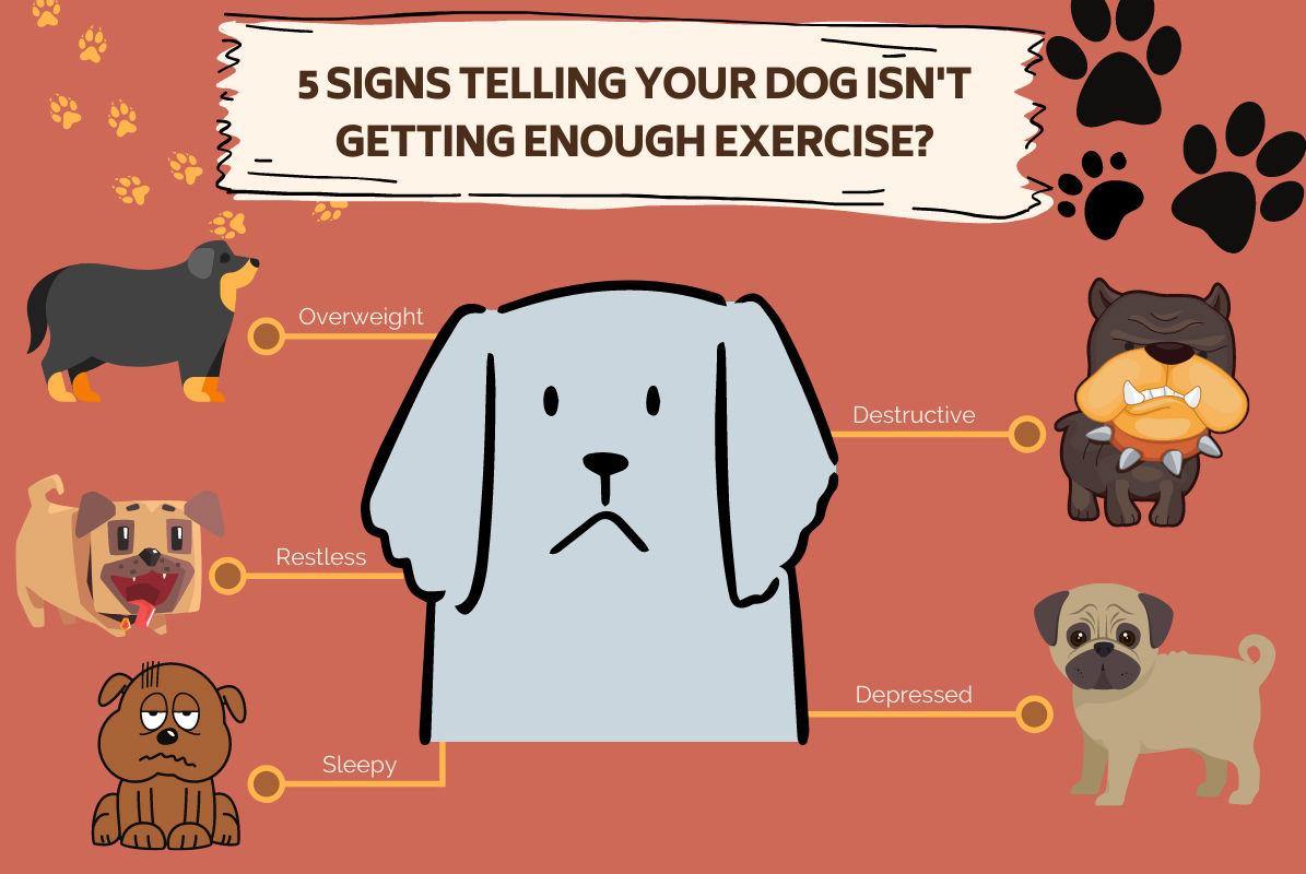 exercise for dogs