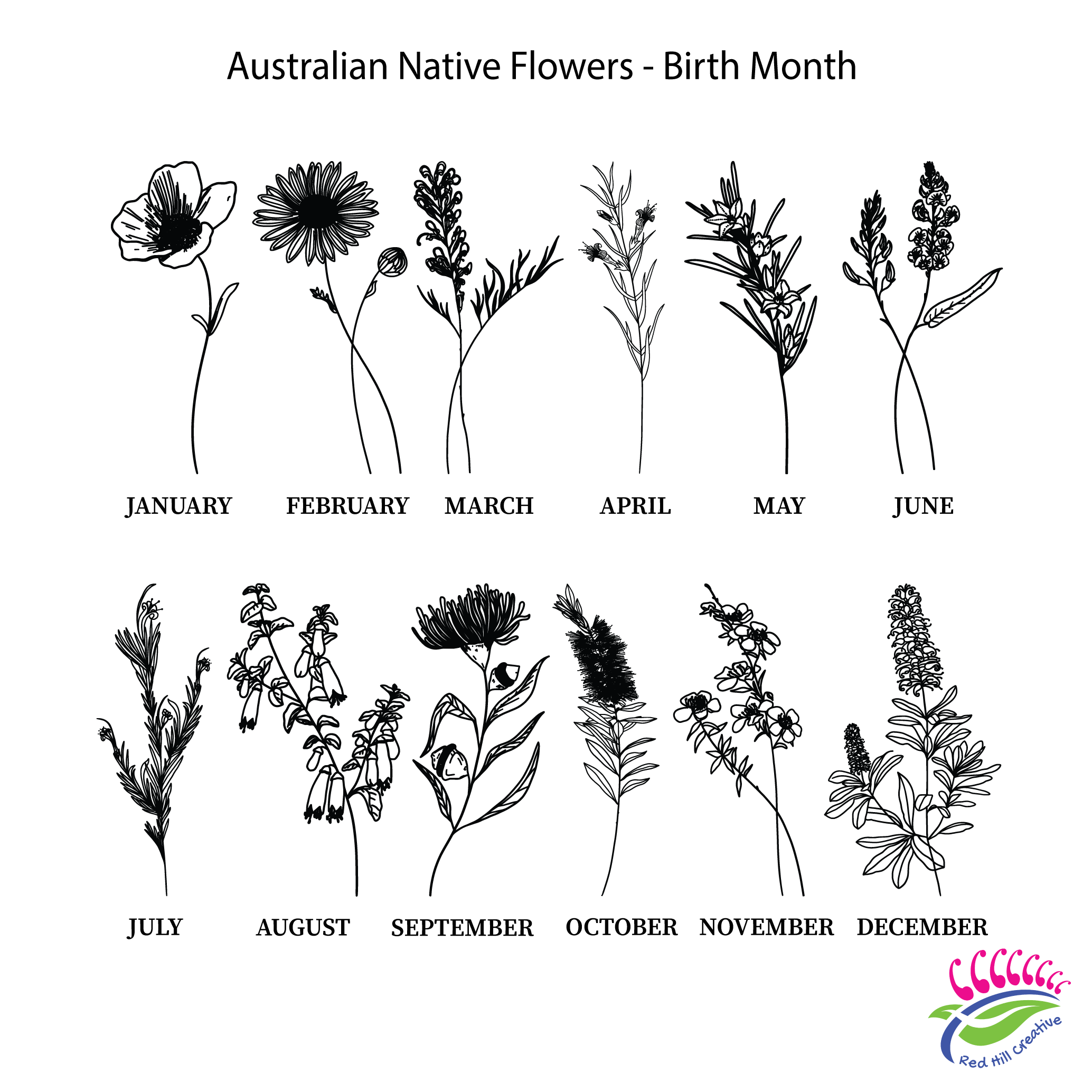 Carnation january birth month flower Royalty Free Vector