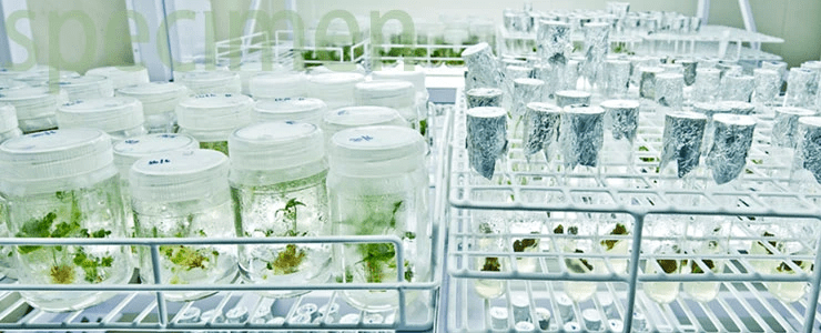 Herb specimens - New Research Areas - The Himalaya Drug Company 