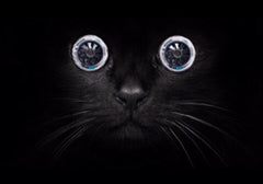 MPC Wheels Black Magic cat halloween contest 
