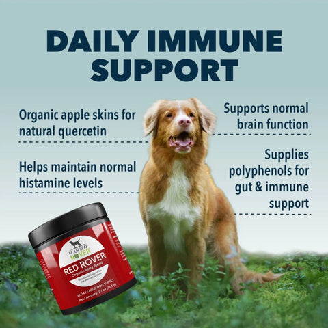 This powerful blend helps support normal histamine levels, cognitive function and the immune system. Quercetin-rich organic apple skin powder and organic berries combine in this convenient daily serving of antioxidants, fiber and polyphenols. 