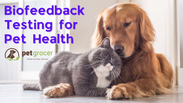 Biofeedback testing for your pet's health