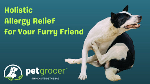 Holistic Allergy relief for your Furry Friend