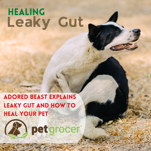 Adored Beast is at Pet Grocer to explain how to heal Leaky Gut in your Dog photo shows an itchy dog