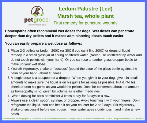 Homeopaths often recommend wet doses for dogs. Wet doses can penetrate deeper than dry pellets and it makes administering doses much easier.   You can easily prepare a wet dose as follows:  Place 2-3 pellets or Ledum 200C (or 30C if you can't find 200C) or drops of liquid remedy in a small glass jar of spring or filtered water. (Never use unfiltered tap water and do not touch pellets with your hand). Or you can use an amber glass dropper bottle to make up your wet dose.  You stir vigorously, shake or “succuss” (pound the base of the glass bottle against the palm of your hand) about 10 times. A single dose is a teaspoon or a dropper. When you give it to your dog, give it in small amounts to make sure the liquid is on his gums for as long as possible. Put it into his cheek or onto his gums as you would the pellets. Don’t be concerned about the amount as homeopathy is not given by volume as is other medicines.  When dosing for bites administer 3 times a day for 3 days in a row. Always use a clean spoon, syringe, or dropper. Avoid touching it with your fingers. Don’t refrigerate the liquid. You can keep it on your counter for 2 or 3 days. Stir vigorously, shake or succuss it before each dose. If your water goes cloudy toss it and make a new batch. 