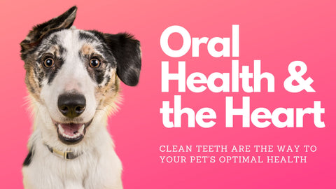 Oral Health & the Heart, keeping your pet in their best health with Pet Grocer.