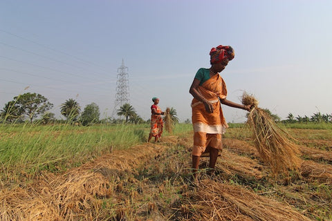 Inherited seeds supporting Indian farmers