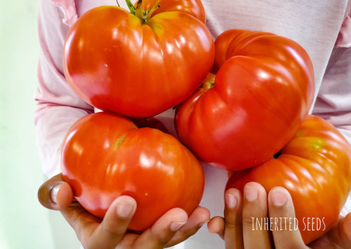 Tomato Beefsteak Rainbow – Inherited Seeds