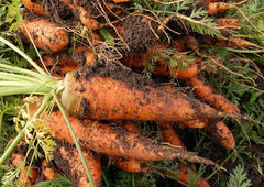 Organic cold hardy carrots