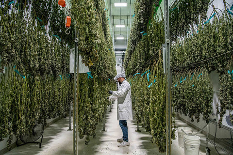Secado de flores de cannabis en tendederos. Foto por Karen Kasmauski 2021