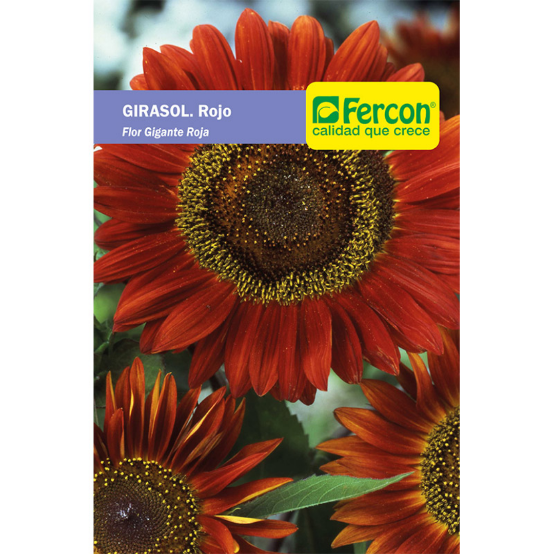 GIRASOL. Rojo Gigante- Semillas de Fercon