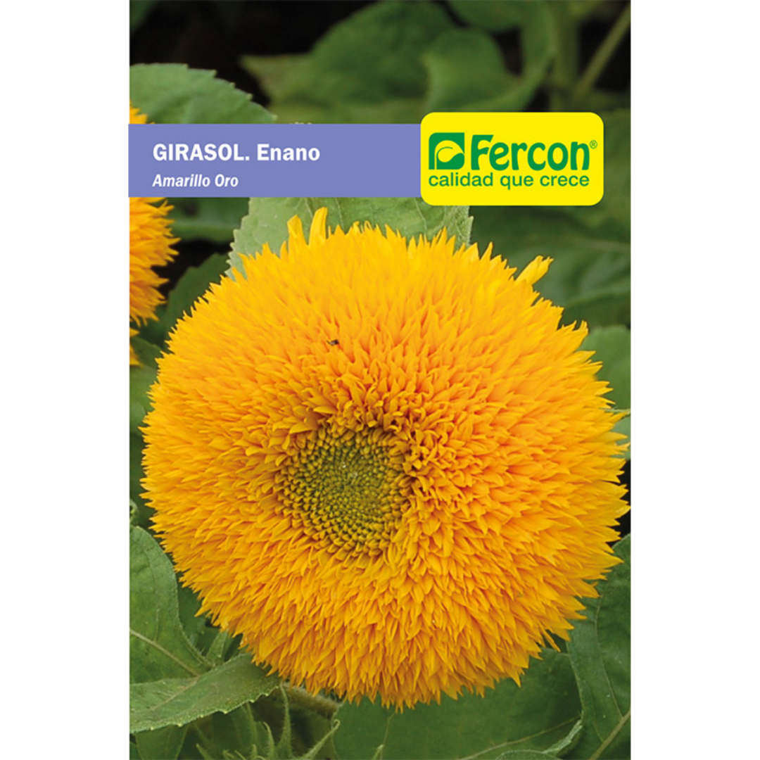 GIRASOL. Enano Amarillo Oro - Semillas de Fercon